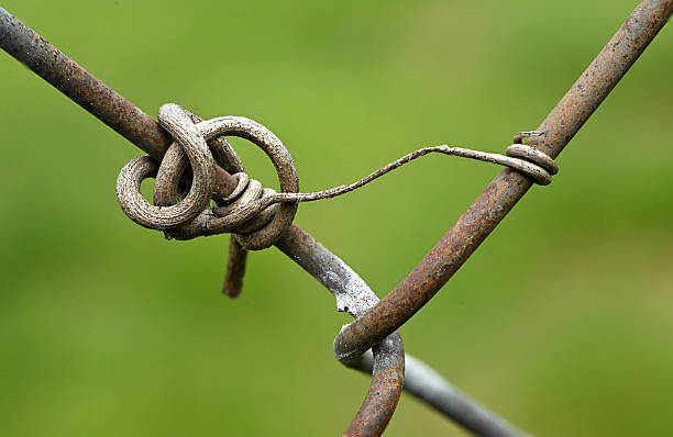 The remains of a vine tendril on a chain link fence.