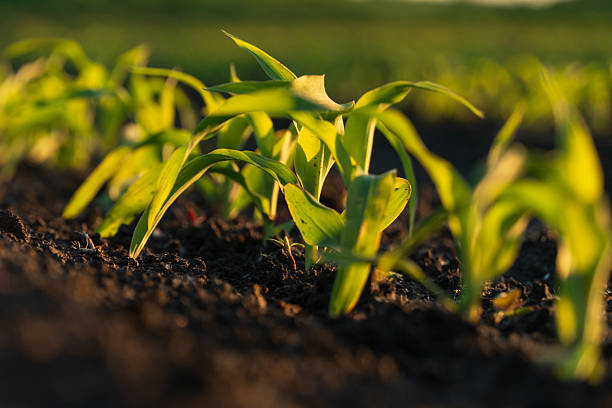 istock Young maize plants emerge from rich soil in a vibrant cornfield, illuminated by the soft glow of early morning sunlight, highlighting their growth and vitality 2227431501