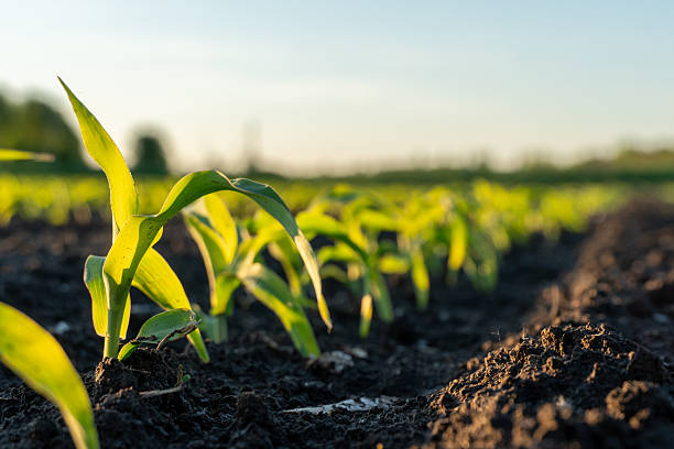 istock Young maize plants emerge from dark soil in a vibrant cornfield during early morning light, showcasing growth and potential for a bountiful harvest ahead 2227431506