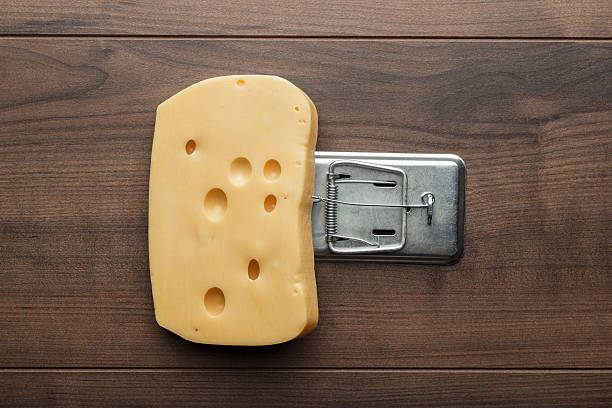 Very big piece of cheese in mousetrap concept. Top view photo of huge cheese slice in rat trap. Rug pull scam concept. Too good to be true concept.