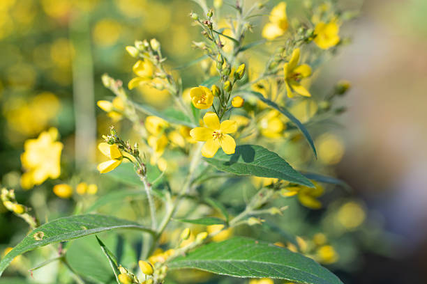 istock Yellow loosestrife (lysimachia vulgaris) 2227431891