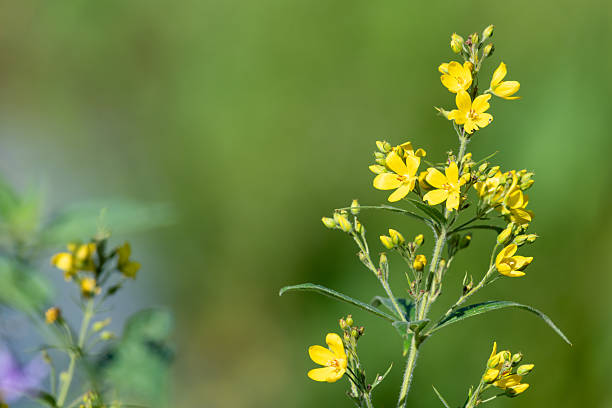 istock Yellow loosestrife (lysimachia vulgaris) 2227431892