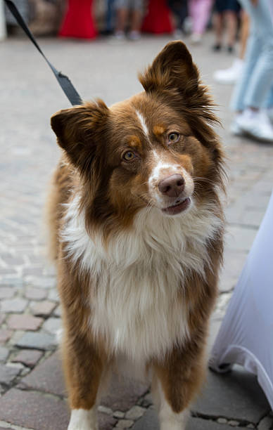 istock Brown and white australian shepherd with leash on cobblestone street 2227432079