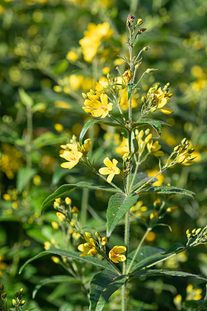 istock Yellow loosestrife (lysimachia vulgaris) 2227432132