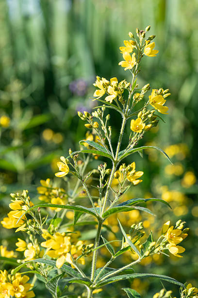 istock Yellow loosestrife (lysimachia vulgaris) 2227432207
