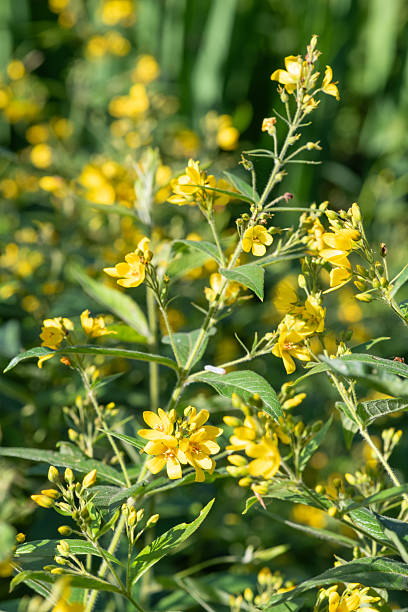 istock Yellow loosestrife (lysimachia vulgaris) 2227432208