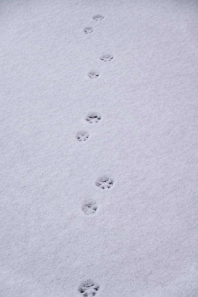 istock Cat Foot Prints in the snow. 2227432332