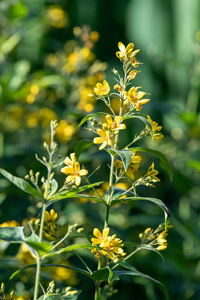 istock Yellow loosestrife (lysimachia vulgaris) 2227432397
