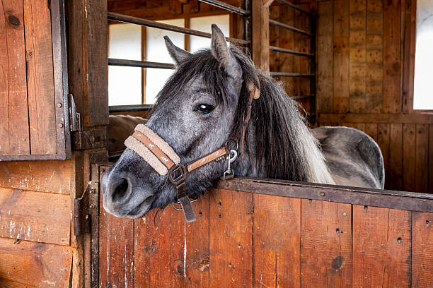 Funny horse in his stable.