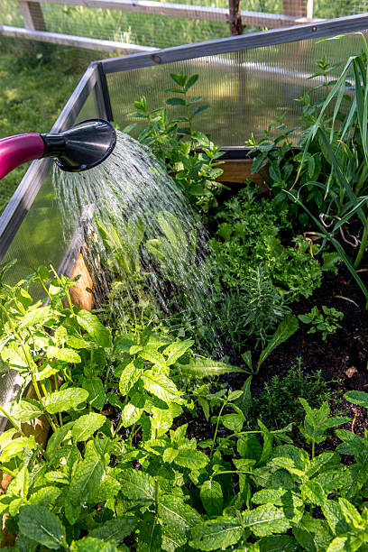 istock Watering Herbs in Garden with plastic pink can 2227433988
