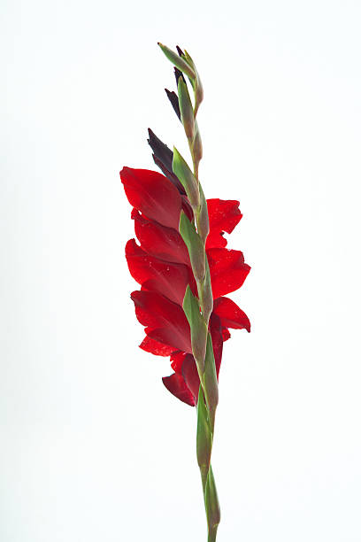 istock a gladiolus flower grows on a beautiful background 2227434169