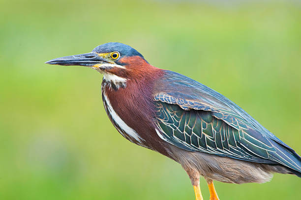 istock Green heron stare 2227434498