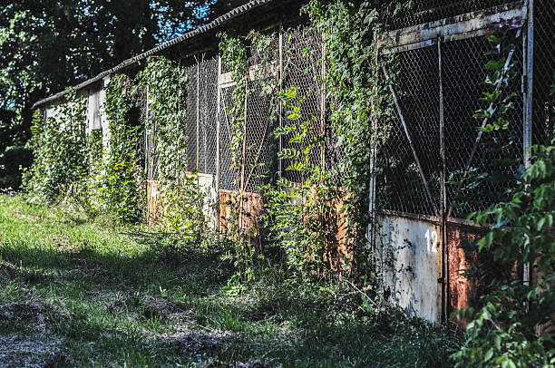 This evocative image captures old, abandoned warehouse buildings, heavily covered in rust and showing clear signs of decay, yet bathed in bright sunlight. They stand strikingly amidst vibrant greenery, creating a compelling contrast between industrial ruins and thriving nature. The photograph is ideal for themes related to urban exploration, decay, the passage of time, reclamation by nature, and the raw beauty found in forgotten industrial spaces.