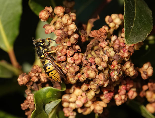 istock A closeup of a common wasp perching on a flower using a foreleg to clean debris from an antenna. 2227436360