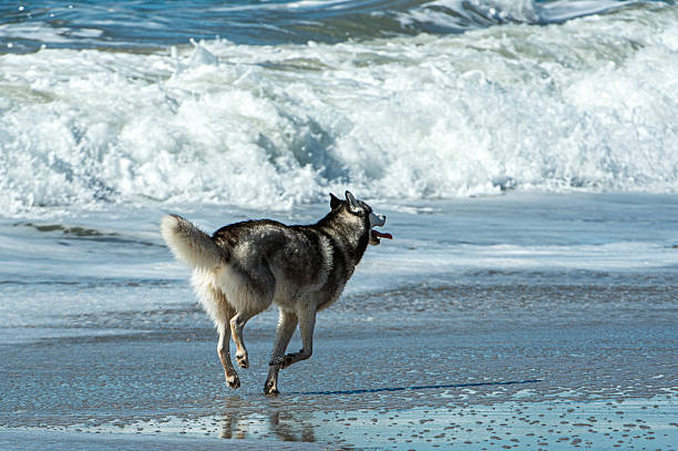 Black and white dog running on ocean beach, with waves in background.Taken in Santa Cruz, California, USA