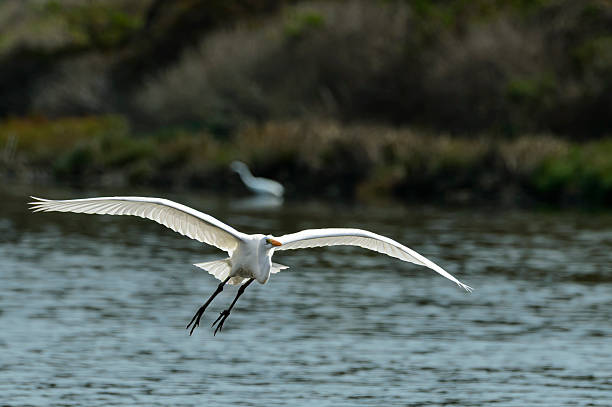 An African sacred Ibis (Threskiornis aethiopicus) in flight with open wings, South Africa