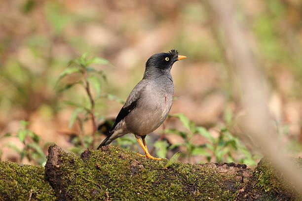 istock The jungle myna (Acridotheres fuscus) in Inida 2227439508