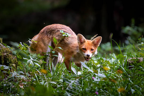 istock Red fox in the forests of Slovenia - Vulpes vulpes. 2227443021
