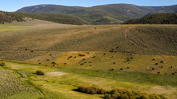 istock Black angus cattle herd graze at free-range pasture across valley meadow. Rocky Mountains backdrop in Saguache County, Colorado. 2227444240