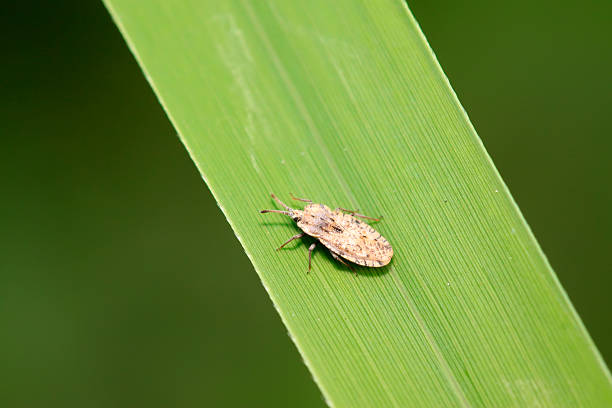 istock Tingidae insects on plant 2227444303