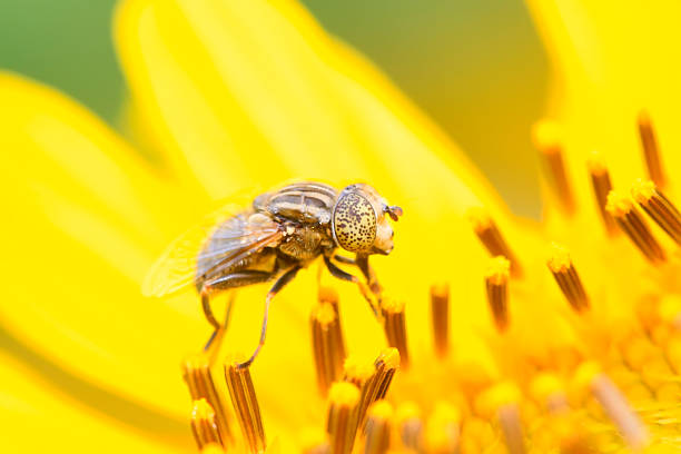 Eristalis arvorum on plant in the wild