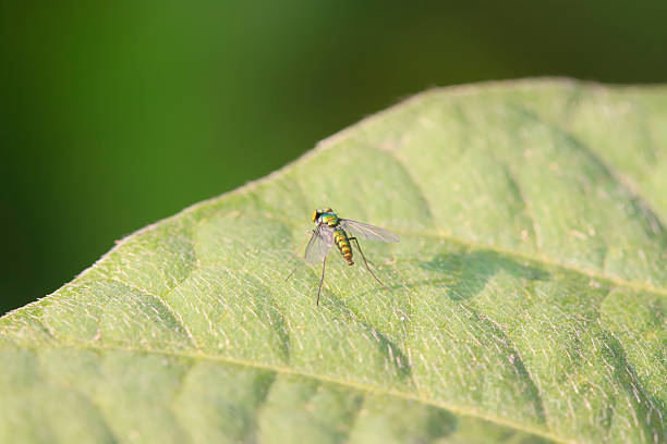 istock Dolichopodidae insect on plant 2227444502