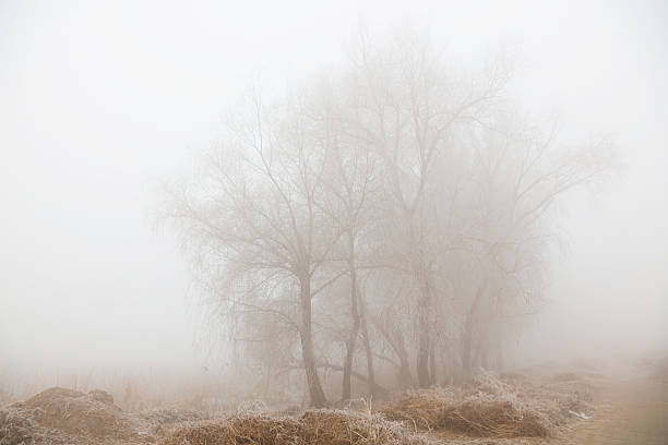istock Trees in the winter fog 2227444920