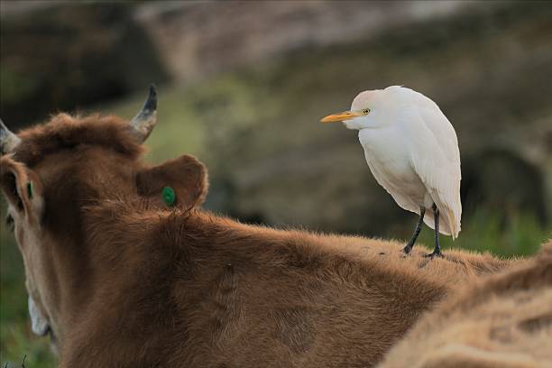A Western Cattle Egret (Ardea ibis) riding on the back of a cow in the Santa Catarina region of southern Brazil. The bird will hunt insects both on and around the cattle as they move through vegetation and disturb food.