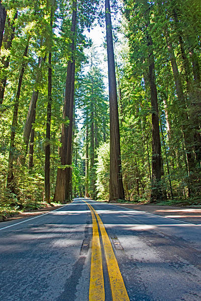 istock Redwood forest roadway 2227446322
