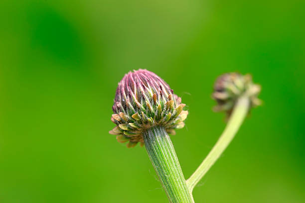 Weed buds in the wild