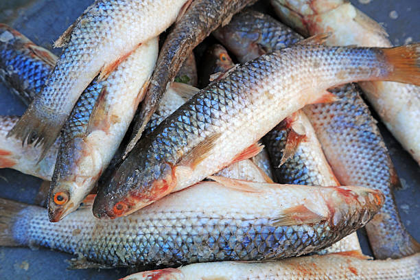 Piles of barracuda