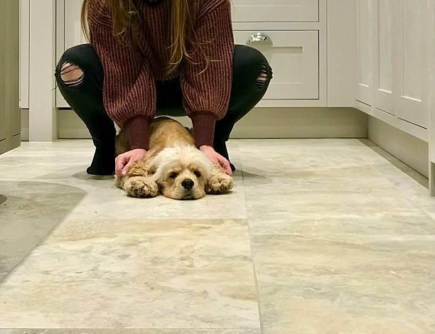 istock American Cocker spaniel laying on the tiled floor 2227451182