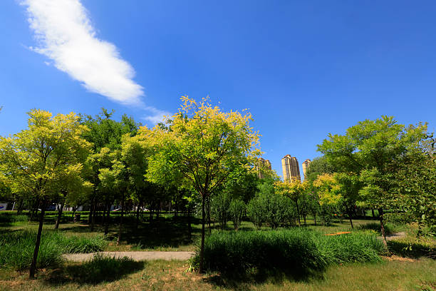 Natural Scenery of Urban Parks