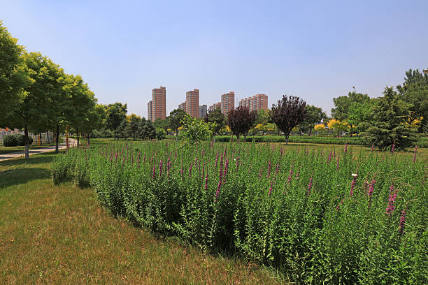 istock Urban Greening Landscape, China 2227451379