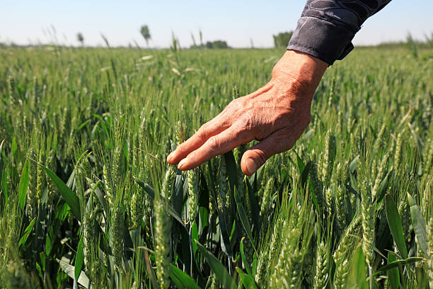 istock Palm Touch Wheat, Close-up Photos 2227451583