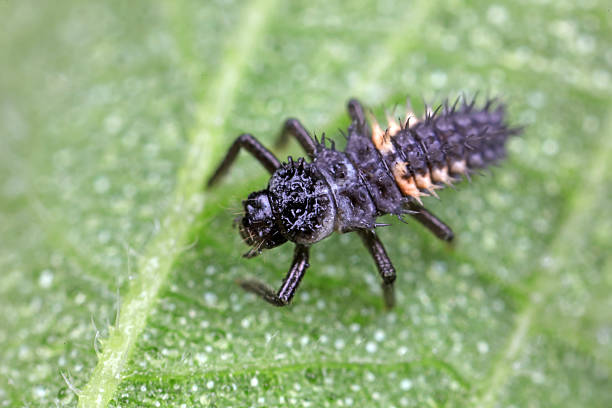 Ladybug nymph (Harmonia axyridis) eating aphids (Aphis nerii).