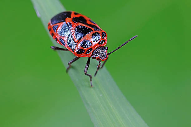 Stink bug on green leaves, North China