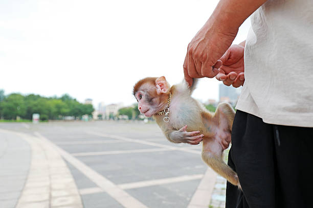 A pet monkey plays on its owner, Luannan County, Hebei Province, China
