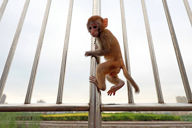 istock Pet monkeys play on stainless steel railings 2227452159