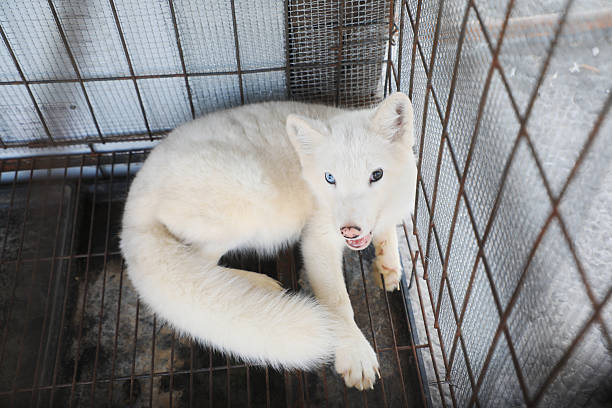 istock Silver fox in cage in a farm, North China 2227452176