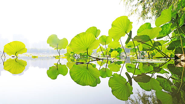 The lotus leaf in the pond, beautiful reflection