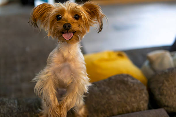 Happy puppy looking at the camera