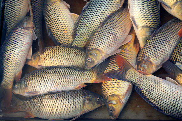 carp in a market, closeup of photo