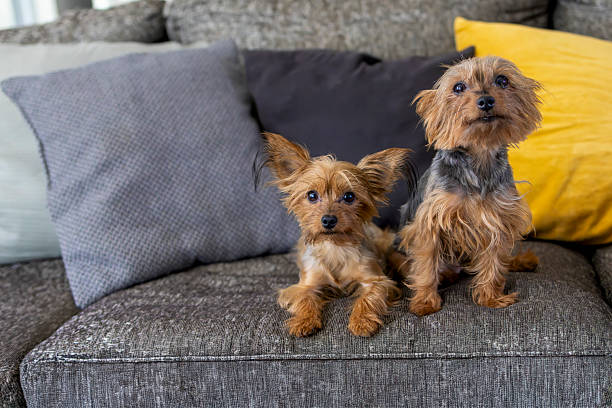 Dogs lying down in the living room