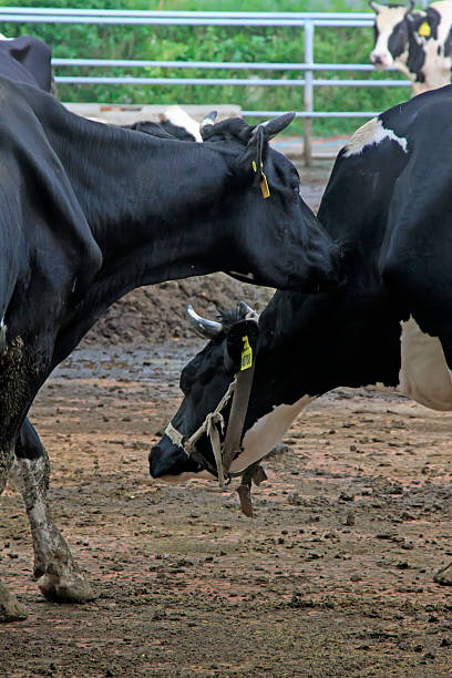 Cows in the farm, closeup of photo