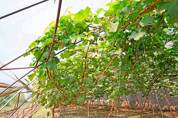 grape plant in greenhouses, closeup of photo
