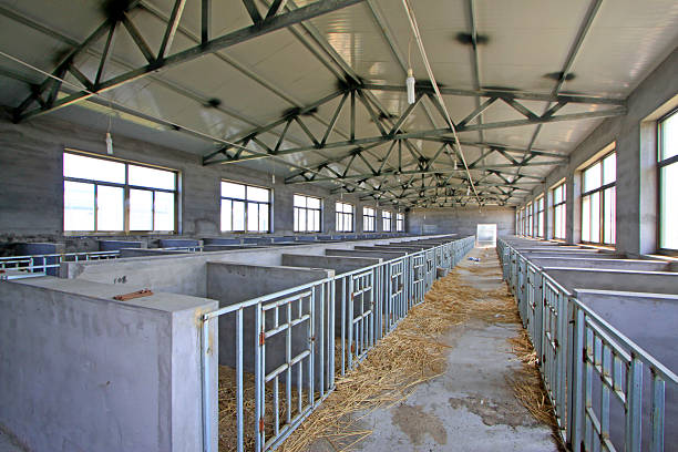 Sideview of Thai pig on farm in Chiang Rai province