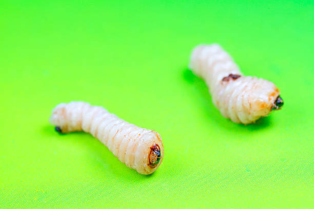 Vietnam silkworm dispose the liquid silk in layers, forming the cocoons in circle bamboo tray.
