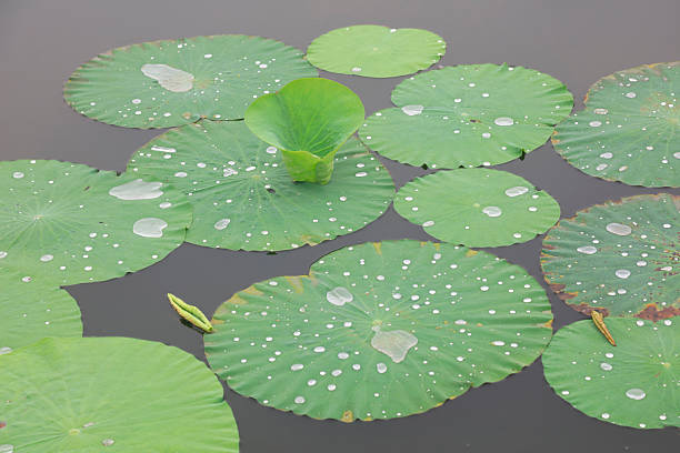 istock water droplets on lotus leaves 2227454596