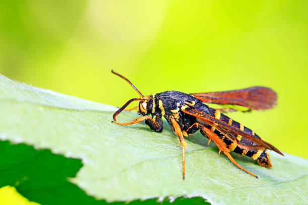 istock Aegeriidae insects on plant 2227454967